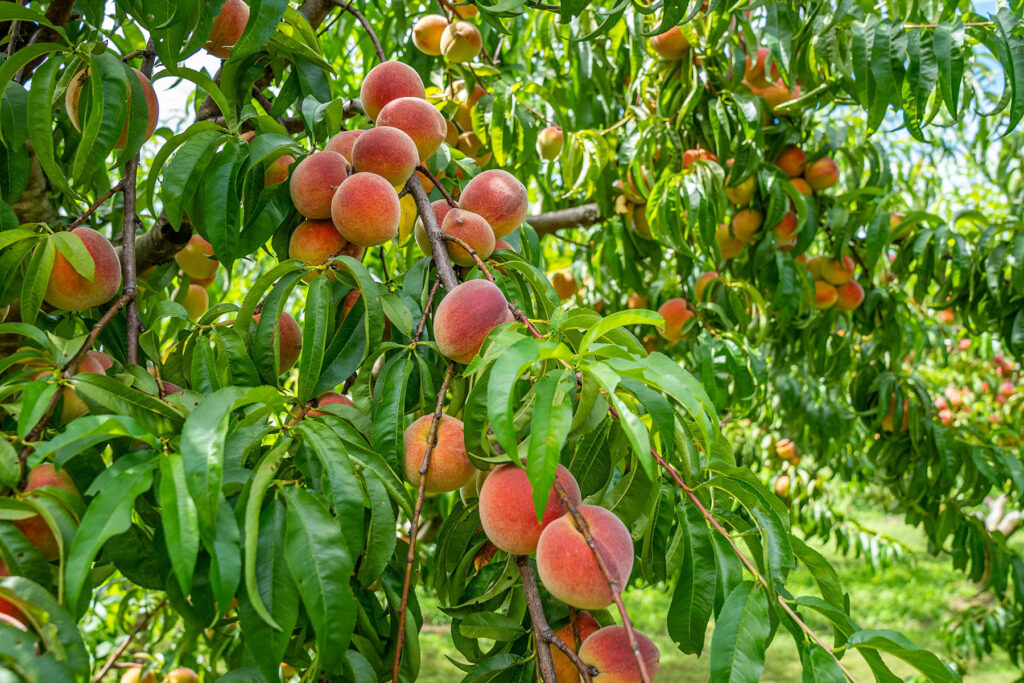 Ripe peaches on backyard tree show tree care needs in Davis County Utah https://www.pexels.com/@nc-farm-bureau-mark