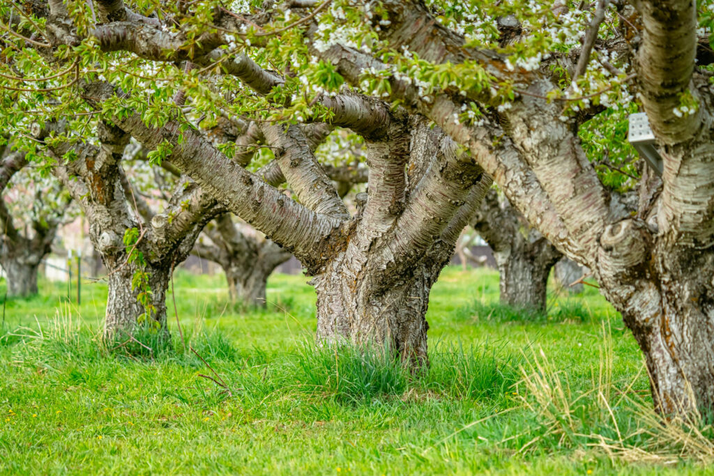 Blossoming orchard trees with green grass in Davis County Utah, showing tree care timing and pest control planning. Image by Rex Jones https://rexjones.photo