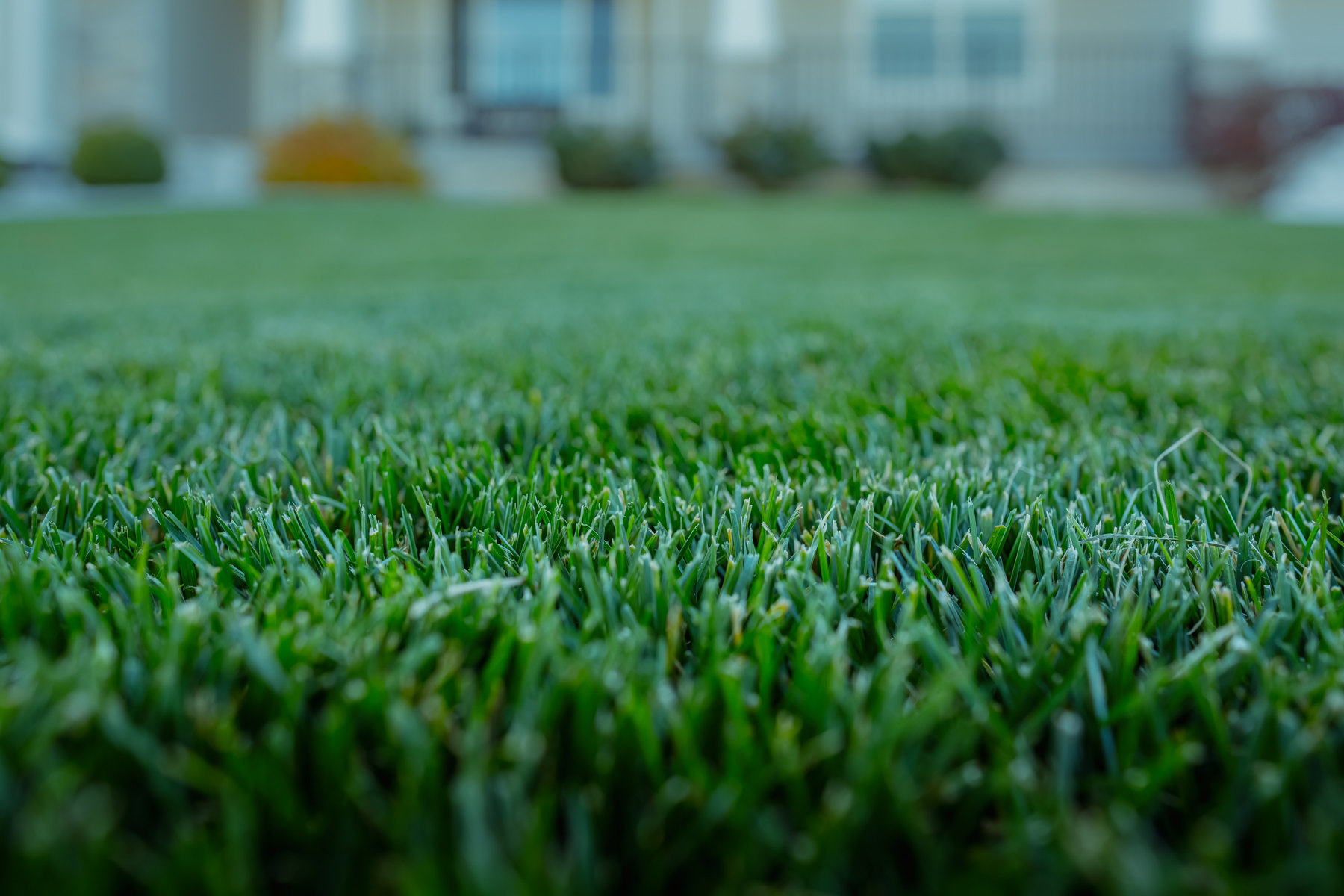 Close-up of thick residential turf in Davis County Utah, showing healthy grass after weed control as part of Bountiful lawn care.