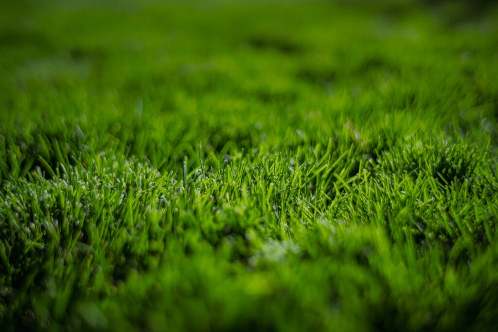 Close-up of dense green grass in a Davis County Utah yard after lawn aeration and fertilizer service for healthier roots
