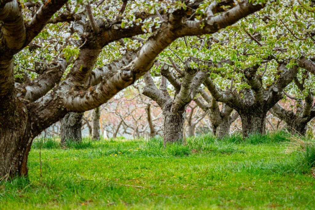 Rows of fruit trees over spring grass in Davis County Utah, showing tree care needs and weed control planning. Image by Rex Jones https://rexjones.photo