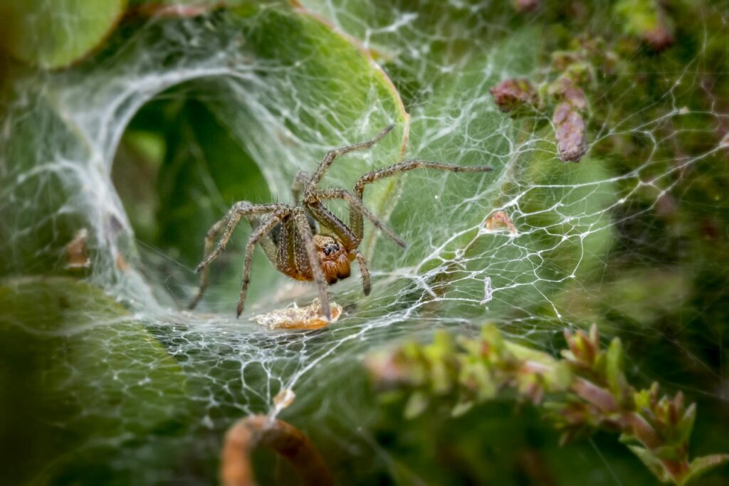Spider in dense webbing on shrub leaves, a utah spiders issue that may need pest control. Image by Erik Karits https://www.pexels.com/@erik-karits-2093459