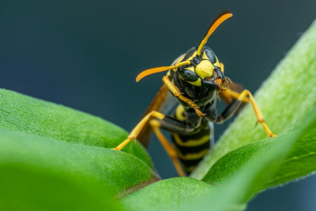 Yellowjacket wasp perched on green leaf, highlighting need for pest control near me around Davis County Utah homes. Image by Skyler Ewing https://www.pexels.com/@skyler-ewing-266953