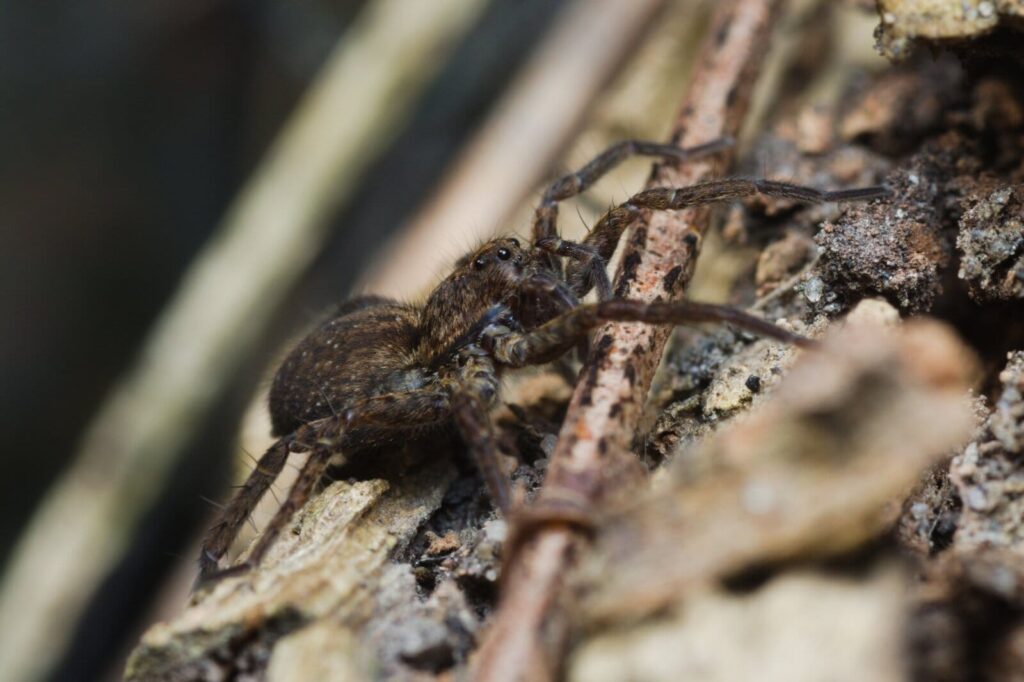 Brown spider with long legs crawling across rough textured tree bark in natural outdoor setting