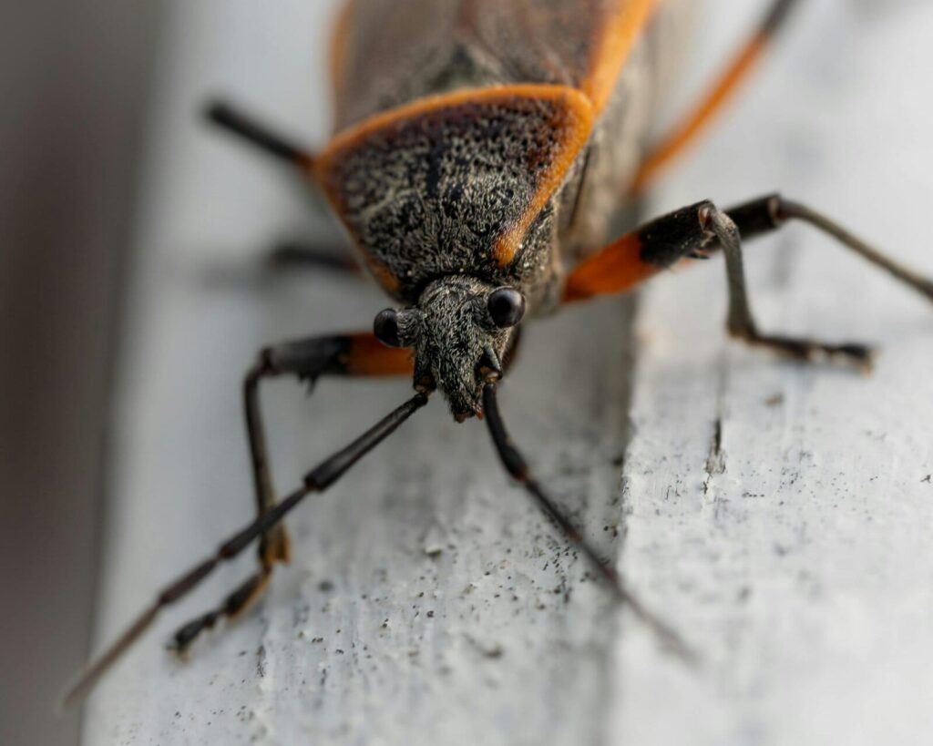 Close-up of a boxelder bug with black wings and bright orange markings resting on a light-colored surface.
