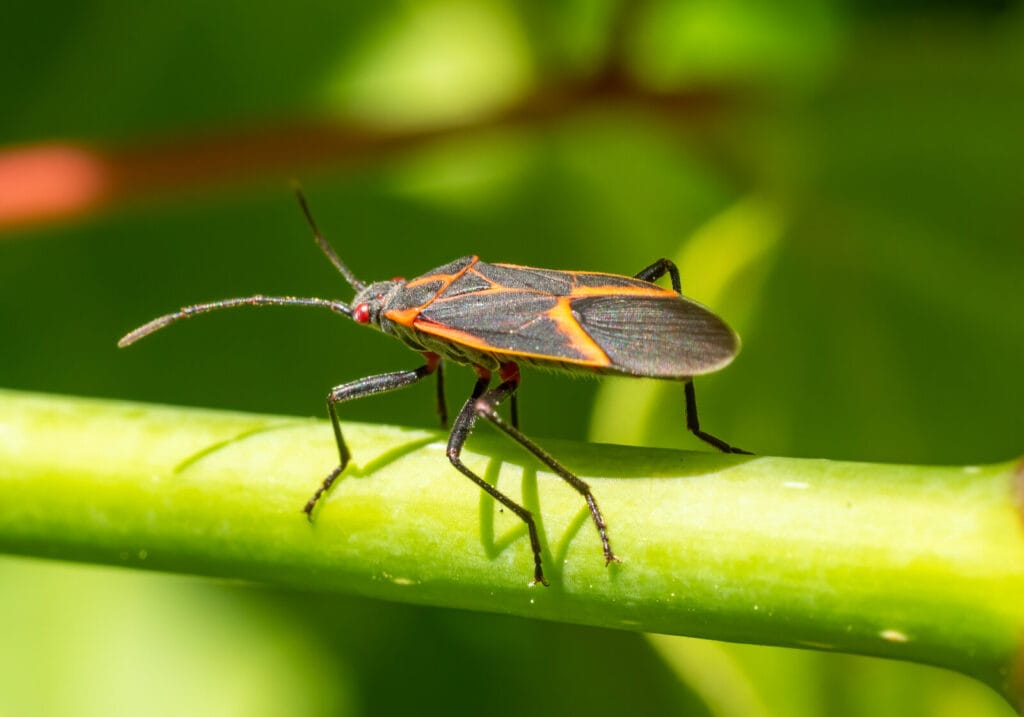 Colorful insect with orange and black markings and long antennae perched on a bright green plant stem in natural sunlight