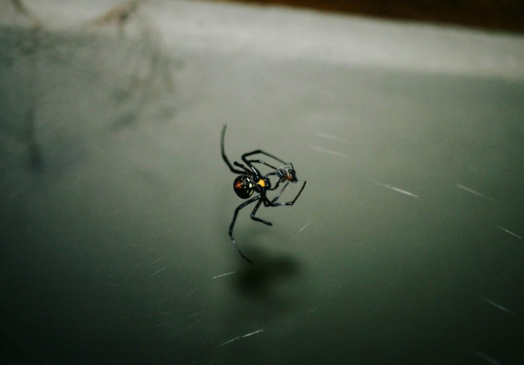 A black widow spider clinging to its web while holding a small captured insect.