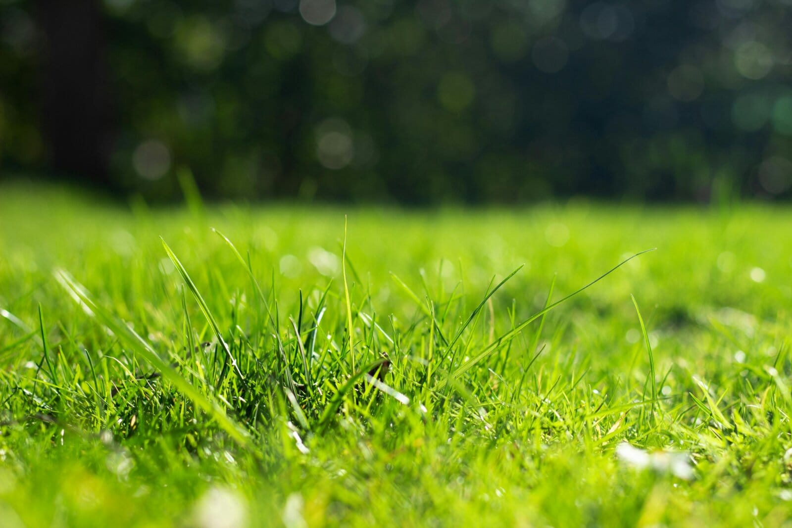 Close-up view of vibrant green grass blades in bright sunlight with blurred background