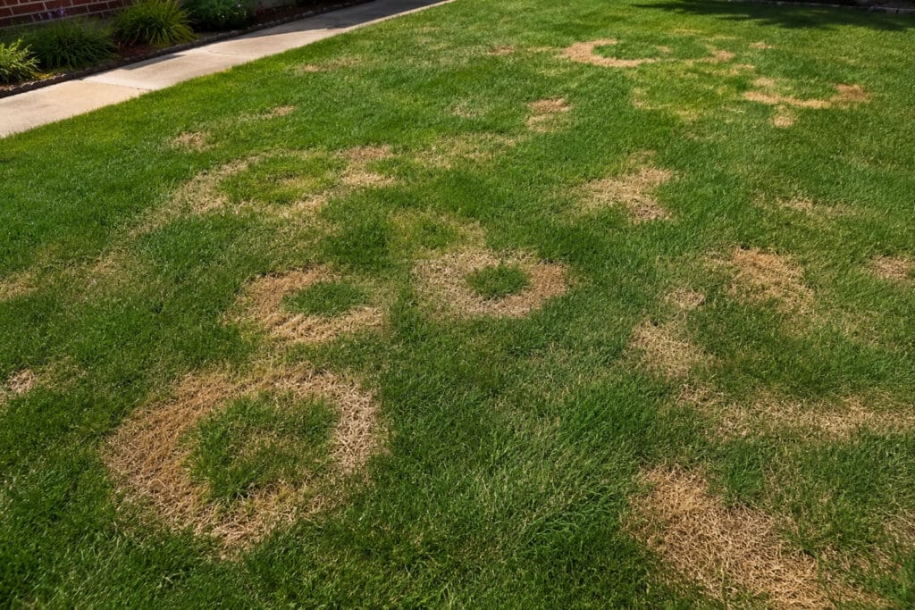 A residential lawn with multiple circular brown dead patches spread across green grass.