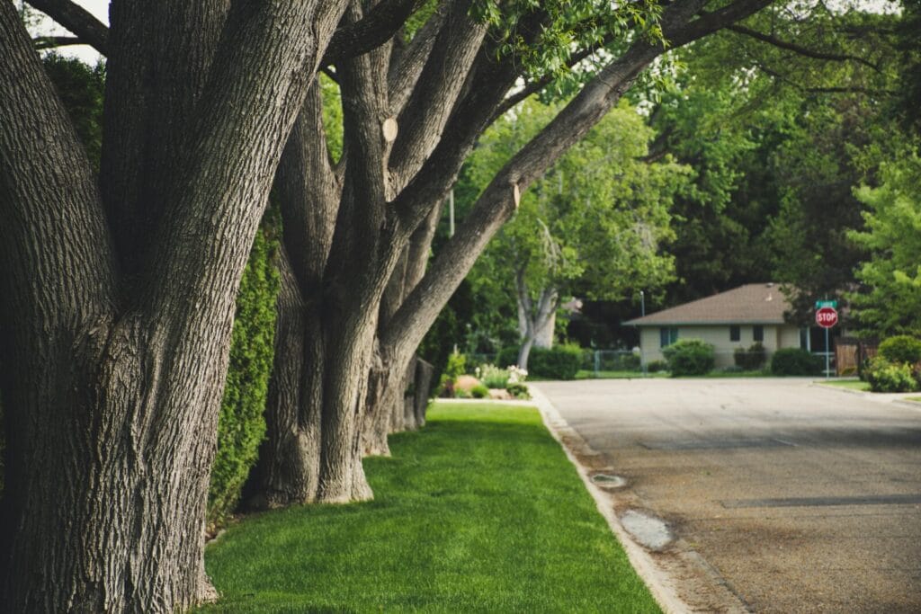 Large mature trees with thick trunks line a residential street with well-maintained green grass.