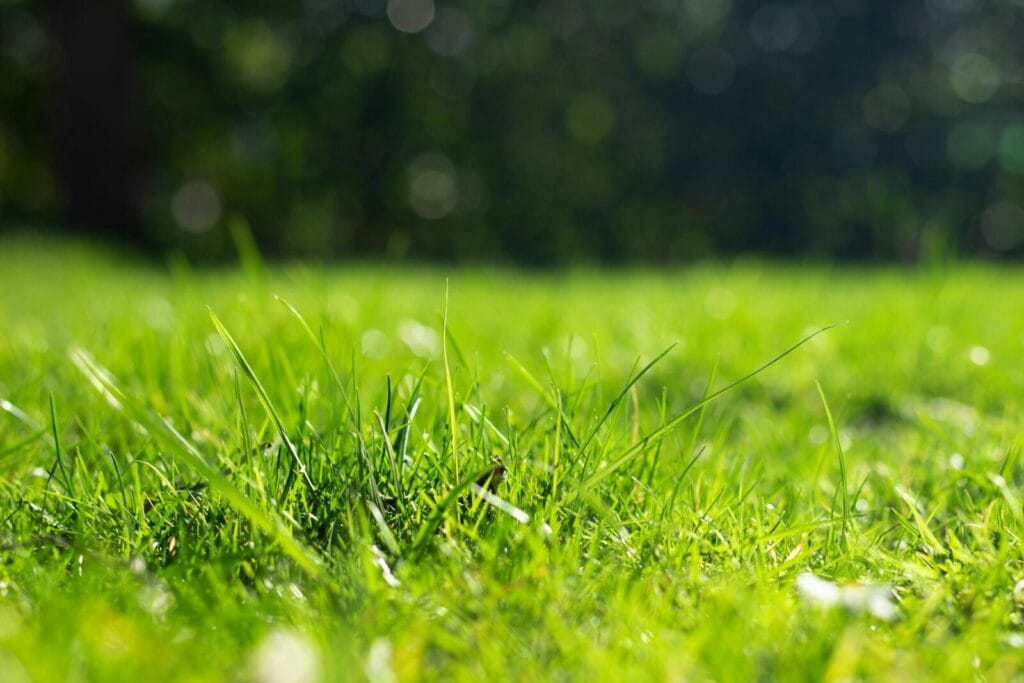 Close-up view of vibrant green grass blades in bright sunlight with blurred background