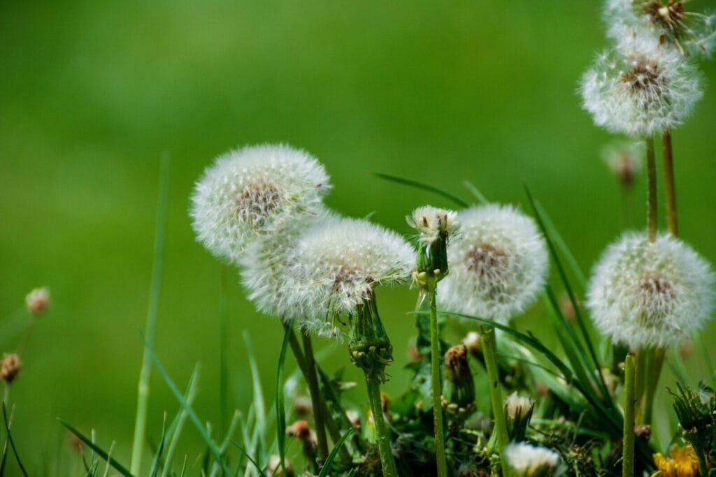 White fluffy dandelion seed heads growing among bright green grass in natural outdoor setting