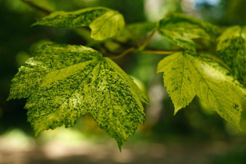 Green leaves displaying dark spotted markings indicating possible plant disease or fungal infection.
