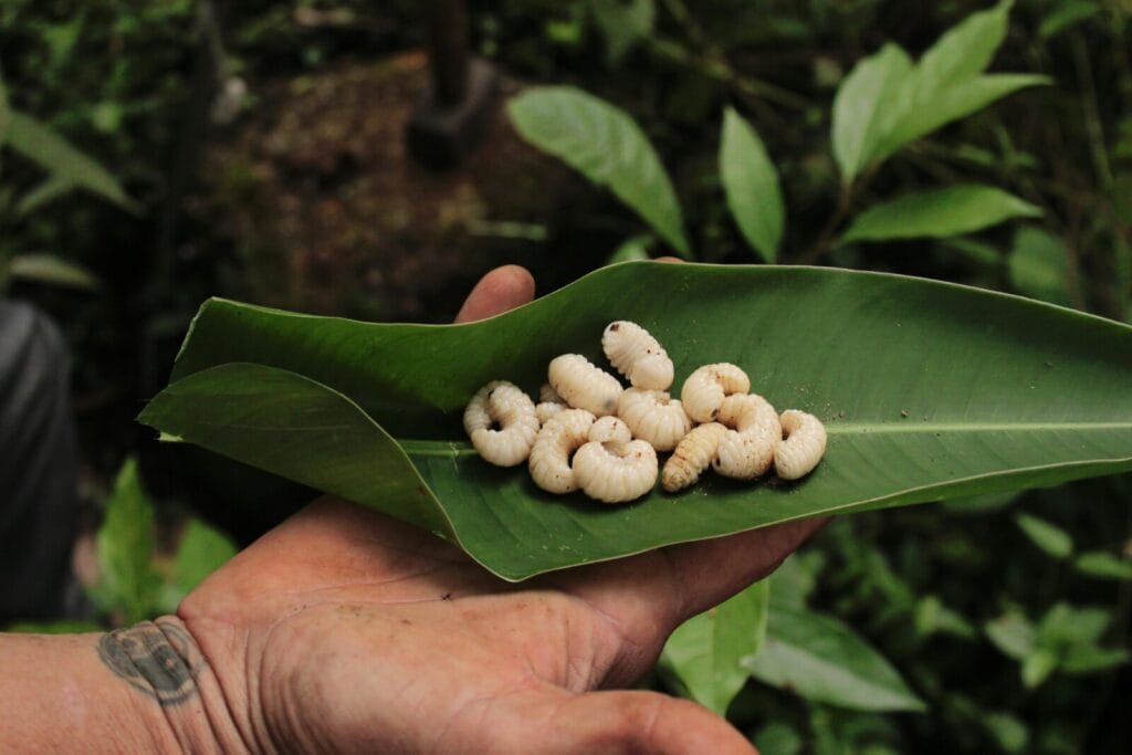 White grub larvae arranged on a large green leaf held in human hands outdoors