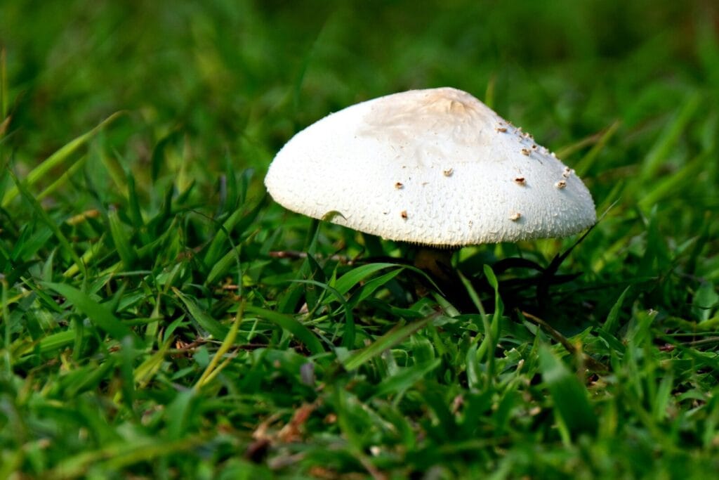 White mushroom with water droplets growing in green grass lawn