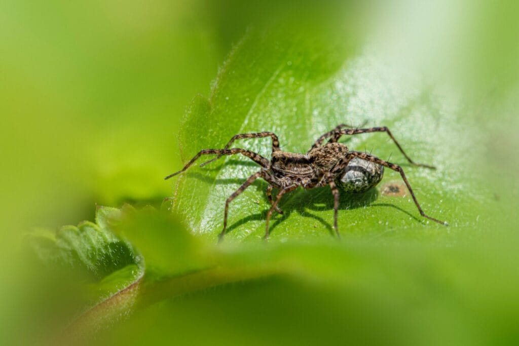 Brown spider with spotted markings sits on a bright green leaf surface