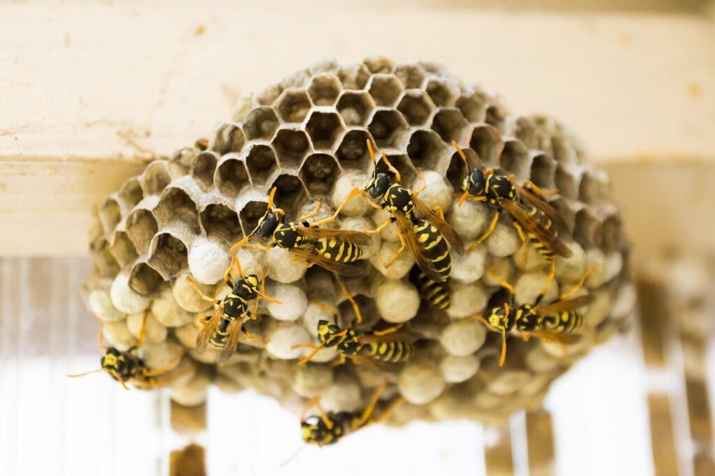 Large wasp nest with hexagonal cells and several yellow and black striped wasps crawling on its surface.