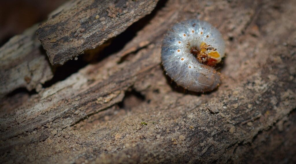 White grub larva curled in C-shape on weathered wooden surface