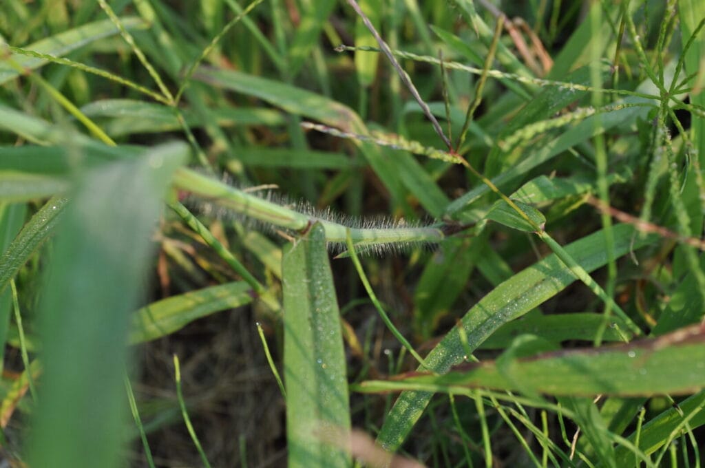 Green grass blades with a fuzzy white seed head growing among dense lawn vegetation.