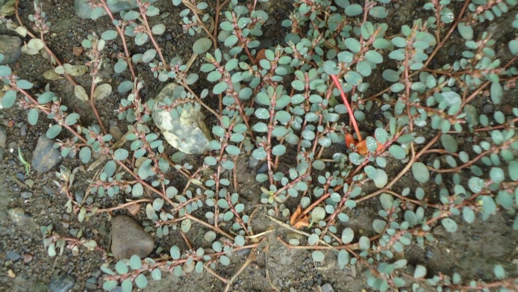 Small green-leafed plants with red stems growing across rocky soil and dirt ground