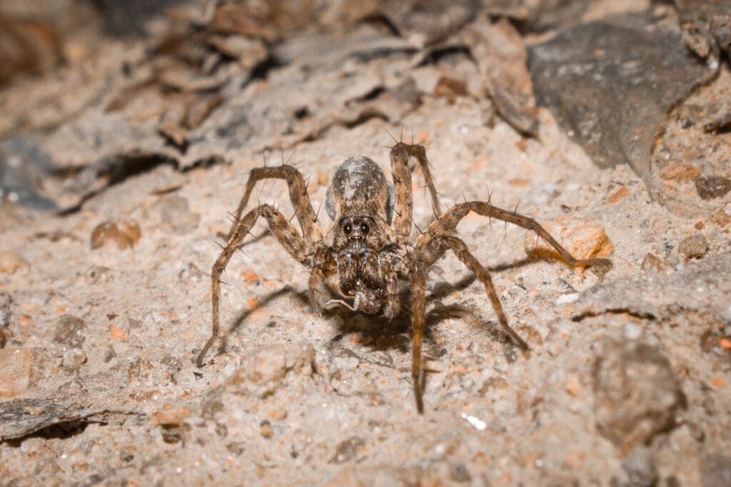 Brown wolf spider with eight legs standing on rocky ground covered with small pebbles and debris.