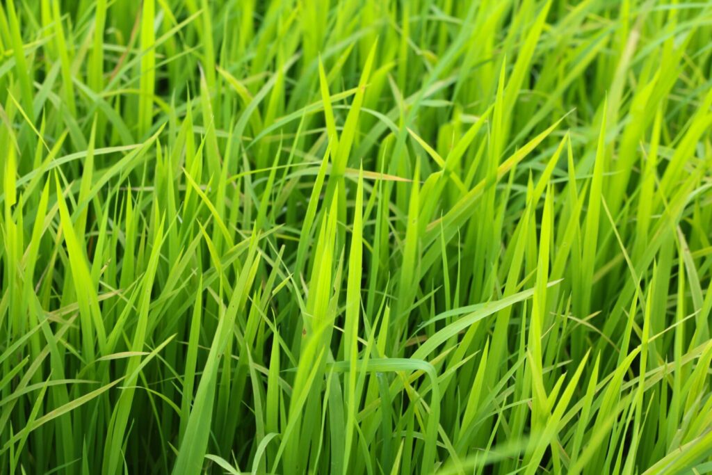 Dense vibrant green grass blades growing closely together in bright natural daylight.
