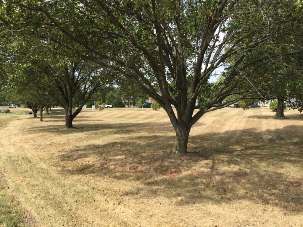 Large mature tree with full green canopy standing in field of dormant brown grass