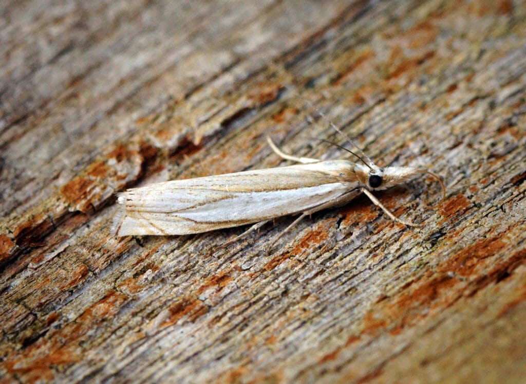 A pale beige moth with folded wings rests on weathered wood, displaying a black eye spot and feathery antennae.