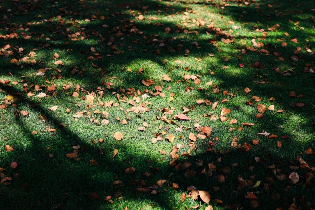 Fallen autumn leaves scattered lightly across a healthy green lawn