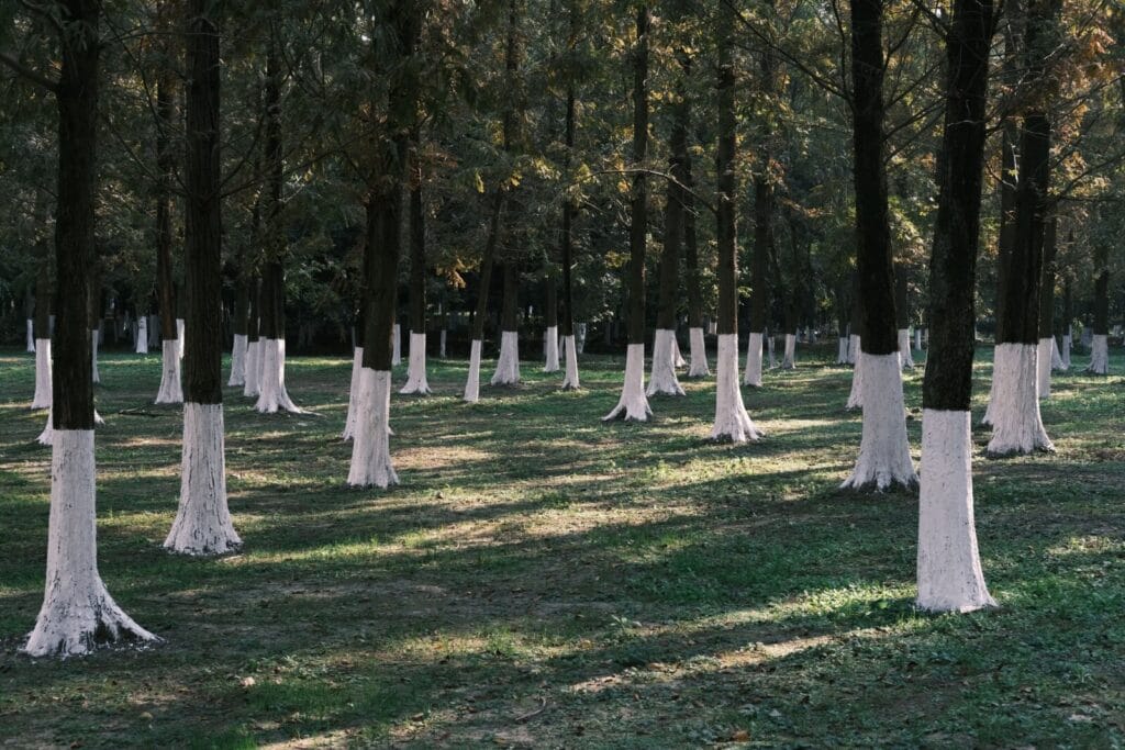 Rows of tree trunks painted white at the base to prevent winter sunscald damage, in a sunlit park