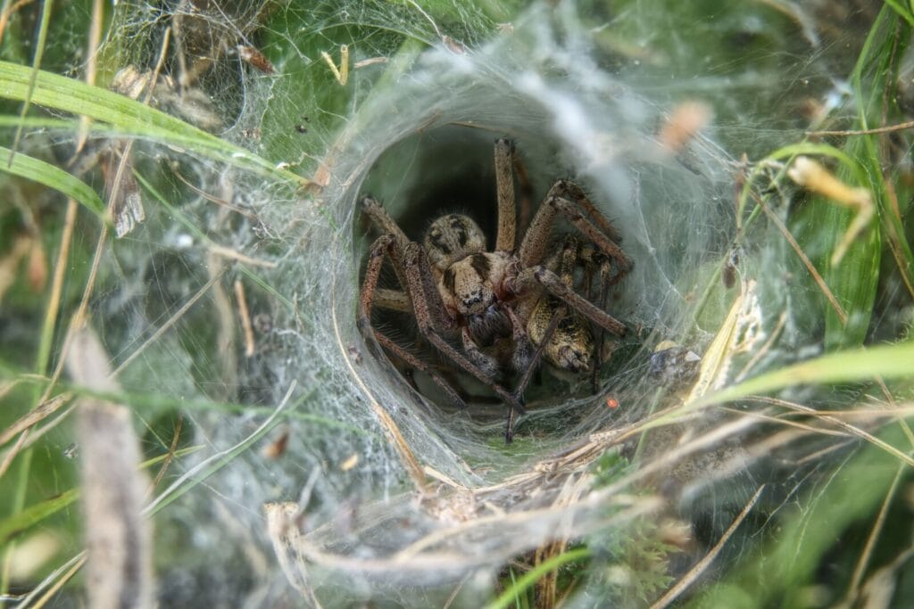 A spider sitting in the funnel-shaped retreat of a sheet web in grass, the web structure characteristic of hobo spiders