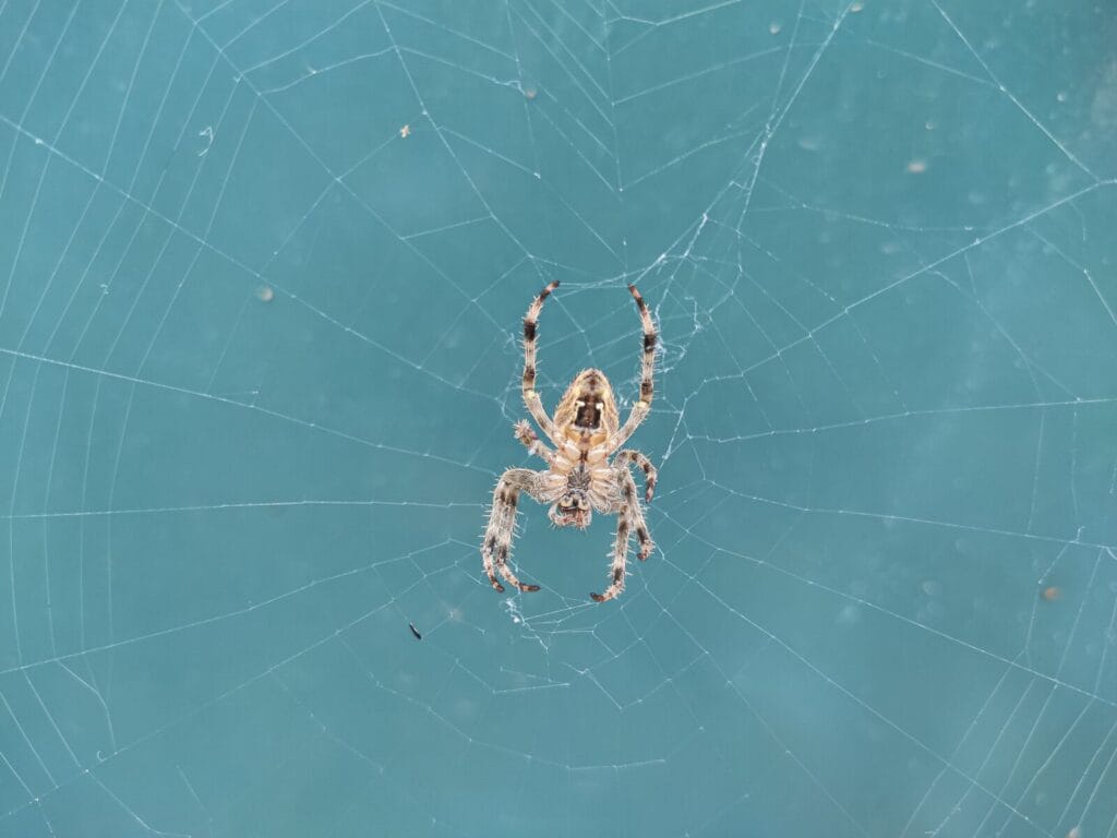 A pale garden spider rests at the center of a detailed circular web against a blue background.